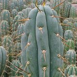 Trichocereus peruvianus JL  (Only one plant is available - Une seule plante est disponible)